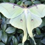 Luna Moth